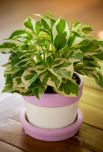 istock Ornamental trees in pot 1185895170
