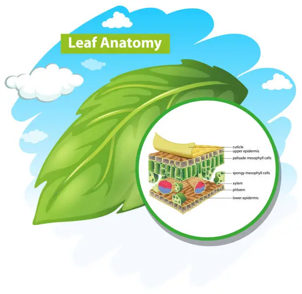 Vector illustration of Diagram showing leaf anatomy