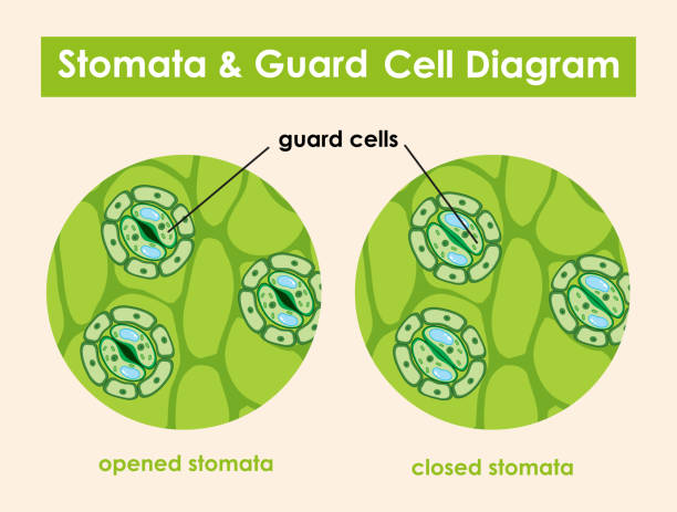 illustrazioni stock, clip art, cartoni animati e icone di tendenza di diagramma che mostra stomi e cella di guardia - guard cells
