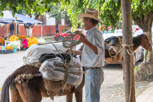 Mexico, city of Patzcuaro, state of Michoacan - On the way to the grand square in the city of Patzcuaro, a man has tied his horse to a tree to load and unload flowers and other items. This is a few days before the Day of the Dead celebration where families honor and remember their deceased loved ones. The town was bustling with activity.