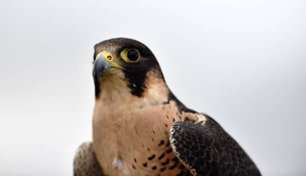 istock Falcon peregrine 1185896594