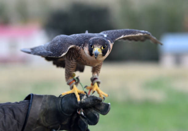 Peregrine falcon