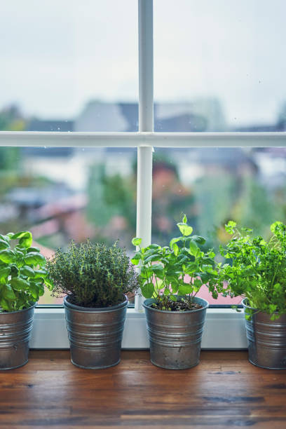 istock Variation of Herb Pots on Windowsill 1185897330