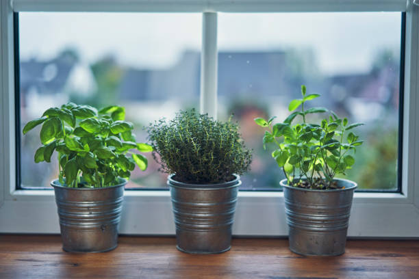 istock Variation of Herb Pots on Windowsill 1185897346