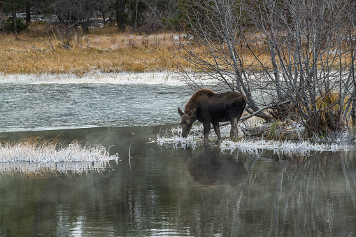 Young moose in icy water in the Tetons