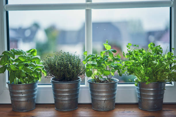 istock Variation of Herb Pots on Windowsill 1185897385