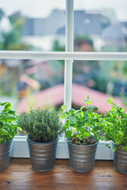 istock Variation of Herb Pots on Windowsill 1185897443
