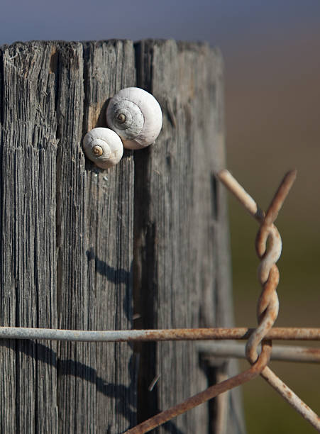 Two snails on post of barbed wire fence. stock photo