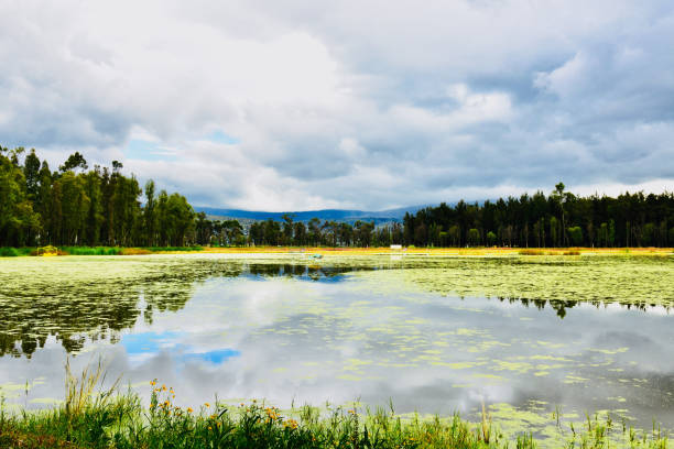 lake area in Xochimilco, view of the lake