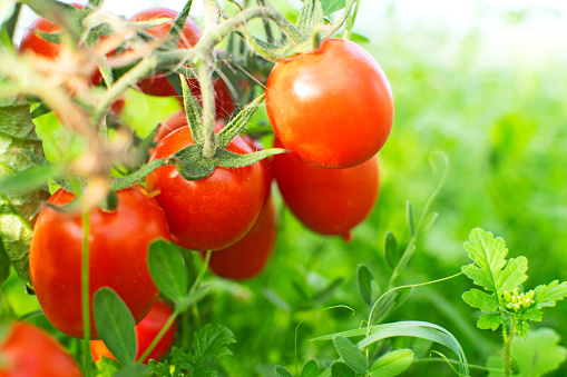 organic vegetable farming , healthy vegetable basket consisting of organic fresh pepper tomato parsley grown in greenhouse