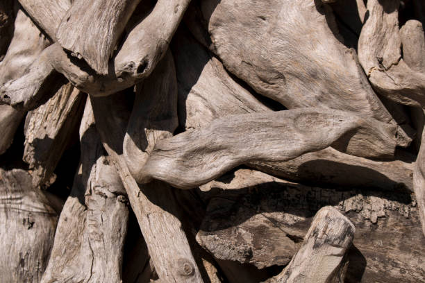 istock Abstract background of old dry trees. Abstract background for design . Selective focus 1185898788