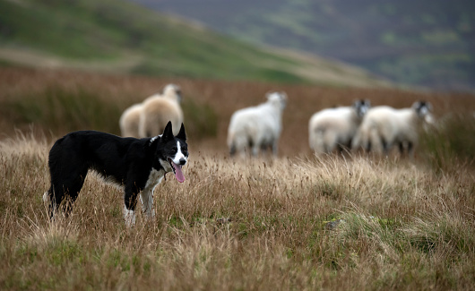 a sheepdog working with a flock of sheep in the North Yorkshire dales in autumn