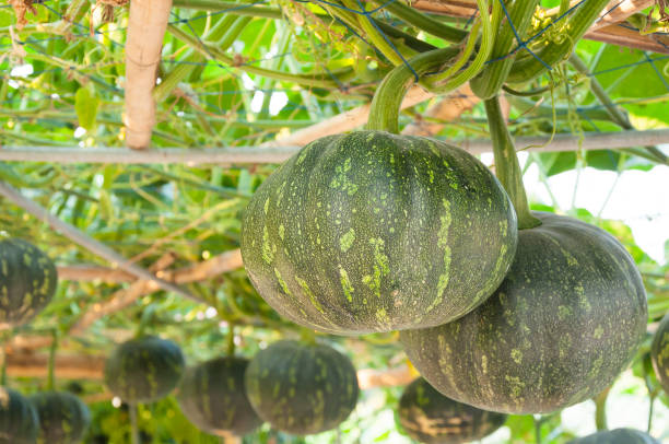 istock Pumpkin in the garden 1185900382