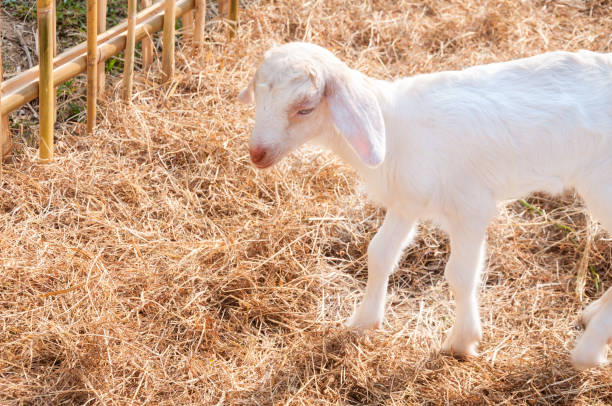 White goats in farm,Baby goat in a farm