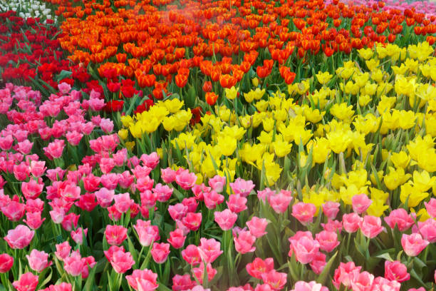 istock The beautiful blooming tulips in garden 1185901814