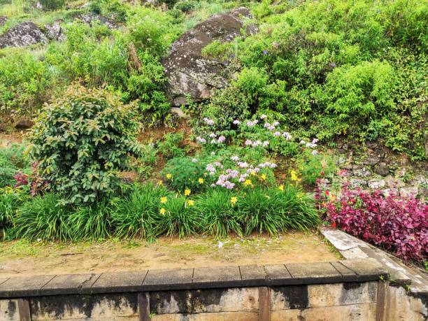istock Flowers And Bushes 1185902257