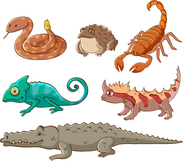 Isolated Picture Of Poisonous Animals Stock Illustration - Download Image  Now - Toad, Alligator, Amphibian - iStock