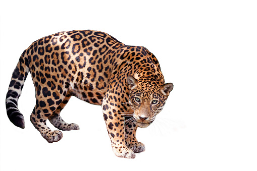 Jaguar action.