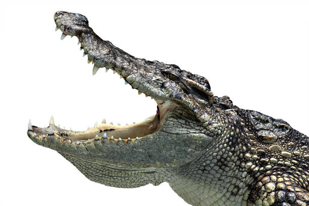 istock Crocodile head is opening its mouth 1185904059