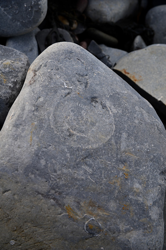 Fósil en una roca en Kilve Beach, Somerset photo