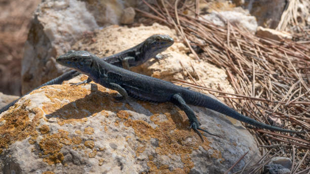 Common lizards of the island of Cabrera. Balearic Islands. Lacertidae