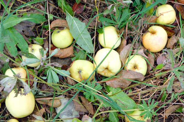 istock Apples in the grass close-up, autumn composition 1185906324