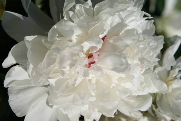 istock peony in the garden 1185906790