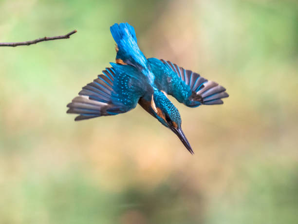 общее европейское погружение зимородка - animals hunting kingfisher animal bird стоковые фото и изображения