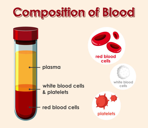 혈액의 구성을 보여주는 다이어그램 - wbc stock illustrations