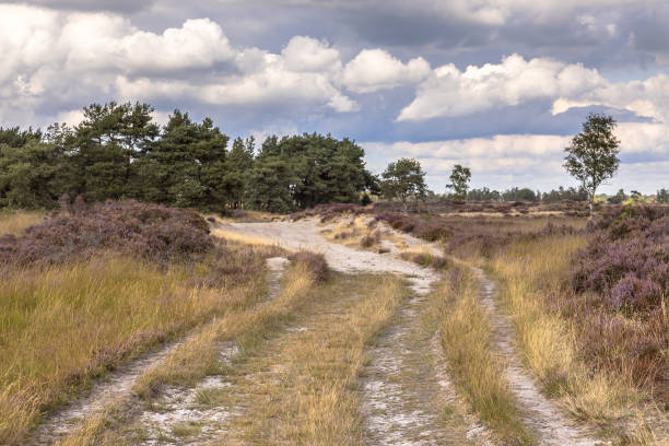 istock Landscape of Kalmthoutse Heide 1185908578