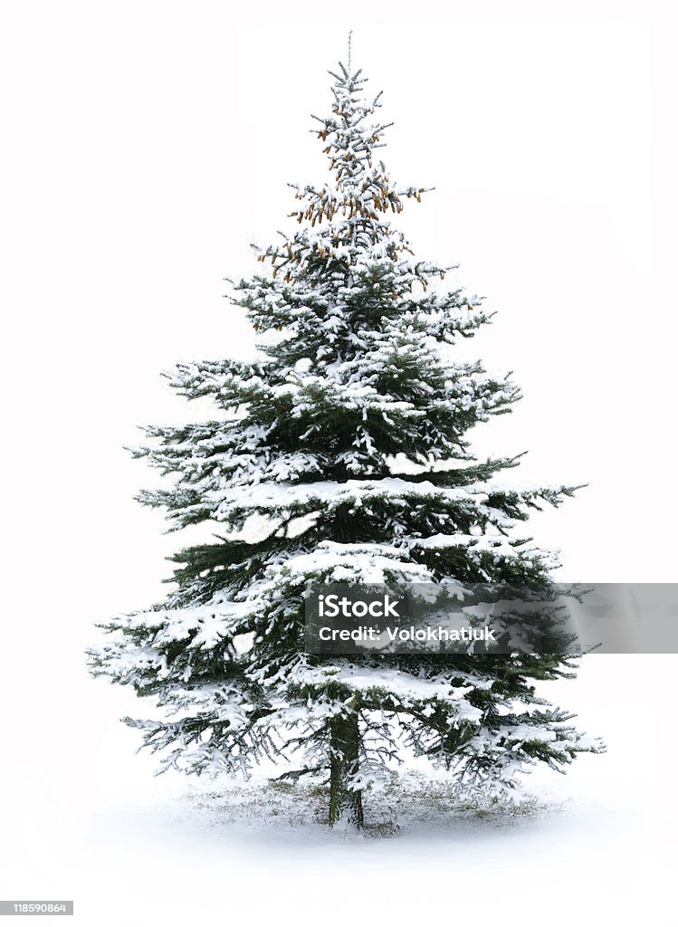 Sapin de Noël - Photo de Aiguille - Partie d'une plante libre de droits