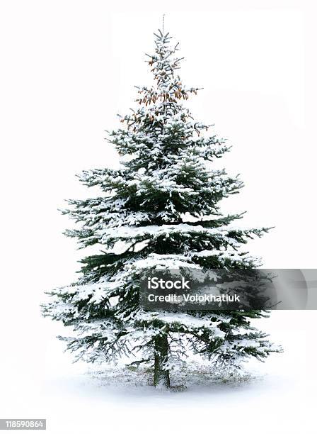 Photo libre de droit de Sapin De Noël banque d'images et plus d'images libres de droit de Aiguille - Partie d'une plante - Aiguille - Partie d'une plante, Arbre, Arbre à feuilles persistantes