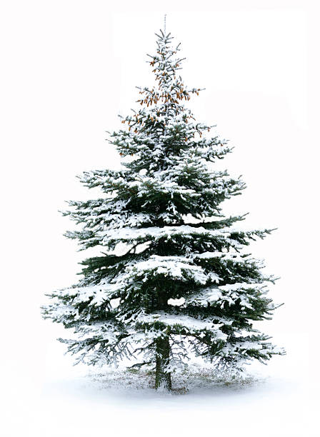 istock Christmas tree with snow on firs 118590864