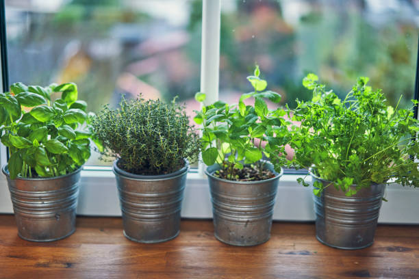 istock Variation of Herb Pots on Windowsill 1185909947