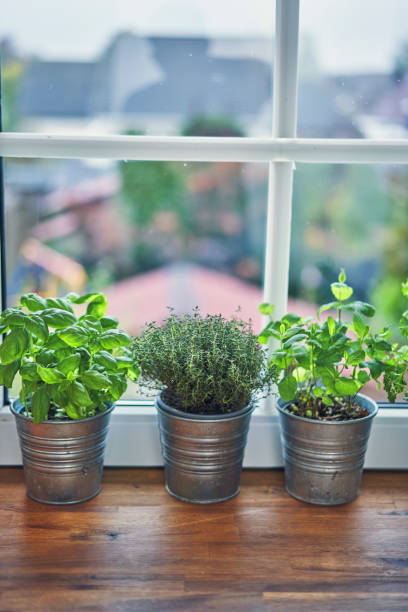 istock Variation of Herb Pots on Windowsill 1185909950