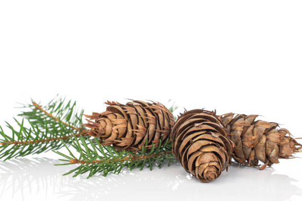 Four hanging pine cones with pinetrees in the background