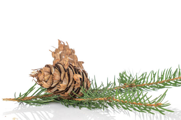 istock Christmas tree branch isolated on white 1185910258