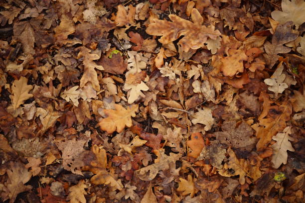 istock Brown dry maple leaves on a floor. Autumn forest, natural background. 1185910341