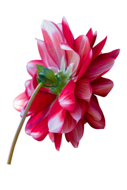istock Dahlia flower from one side 1185910422