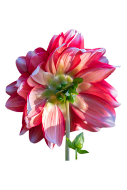 istock Back view of a Dahlia flower 1185910425