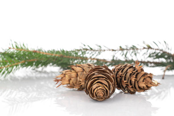 istock Christmas tree branch isolated on white 1185910432