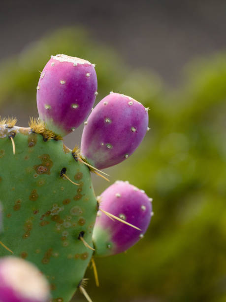 nahaufnahme von schönen stacheligen birnen kaktus mit rosa früchten. opuntia, ficus-indica oder indische feigen opuntia im park auf der krim in der nähe des schwarzen meeres. - sea fig stock-fotos und bilder