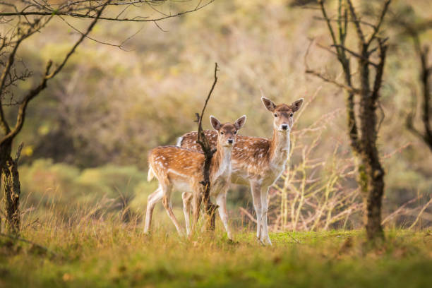 istock Fallow deer Dama Dama doe, hind or fawn in Autumn 1185911635