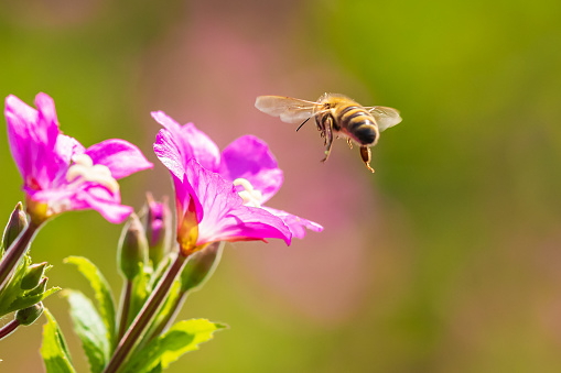 Closeup of a western honey bee or European honey bee (Apis mellifera) feeding nectar of pink great hairy willowherb Epilobium hirsutum flowers