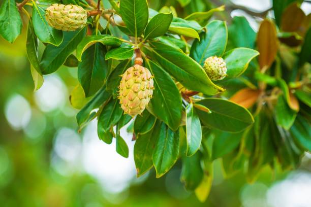 istock Fresh growing fruits in a magnolia tree 1185911650