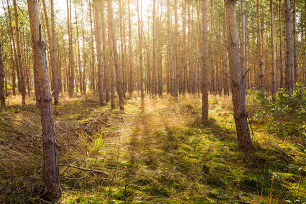 istock Spruce trees forest on a sunny day 1185911660