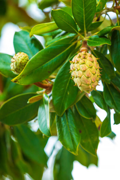 istock Fresh growing fruits in a magnolia tree 1185911678