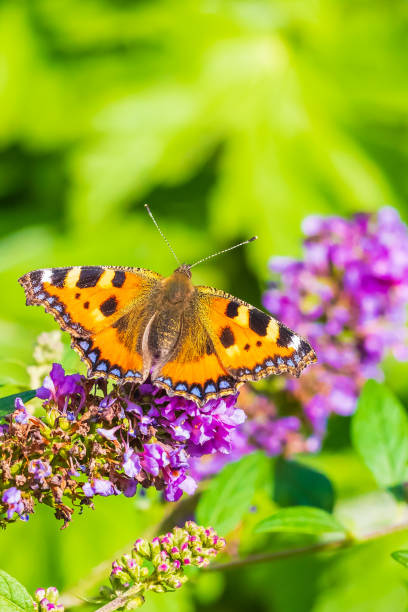 istock Aglais urticae small tortoiseshell butterfly top view isolated by nature 1185911683