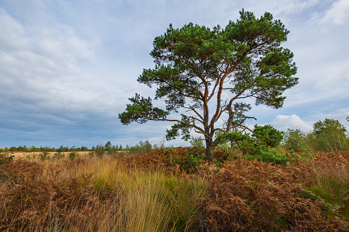 Moorland, peat moss landscape at national park de Groote Peel, Limburg, the Netherlands. Autumn scenery under a sunny blue sky. Natural light, high dynamic range, HDR, image