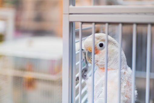 Cute white cockatoo parrot looking through cage in home or pet store sad waiting for adoption and curious with eye